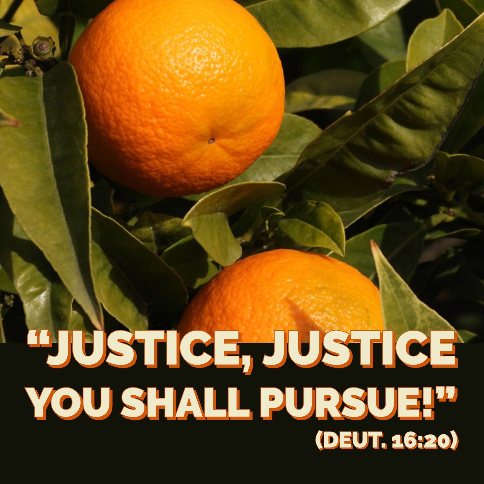 Centering Liberation: a Guide for a Social Justice Seder