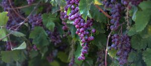 Nonprofit Spotlight: Wine on the Vine