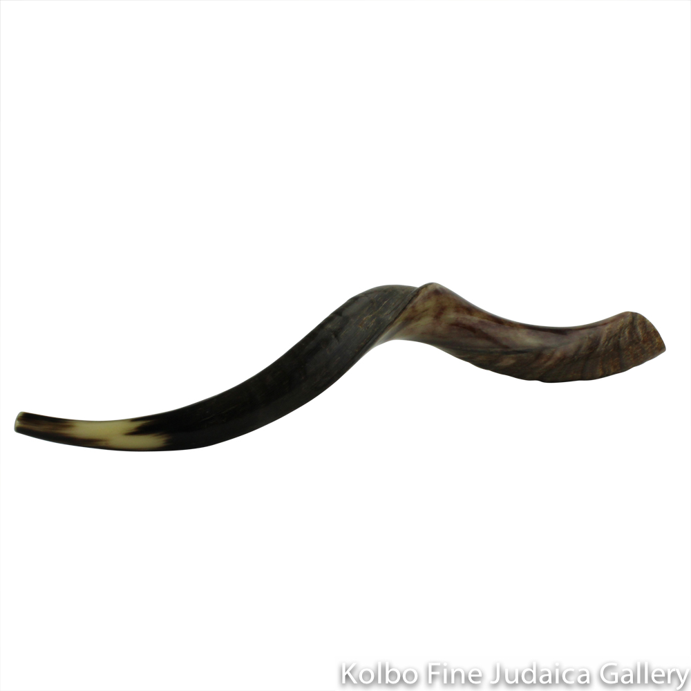 Shofar, Yemenite Kudu Antelope Horn, Size 3, Ridge Measures 30-34 Inches