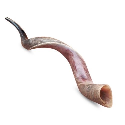 Shofar, Yemenite Kudu Antelope Horn, Size 9, Ridge Measures 48 - 50 Inches