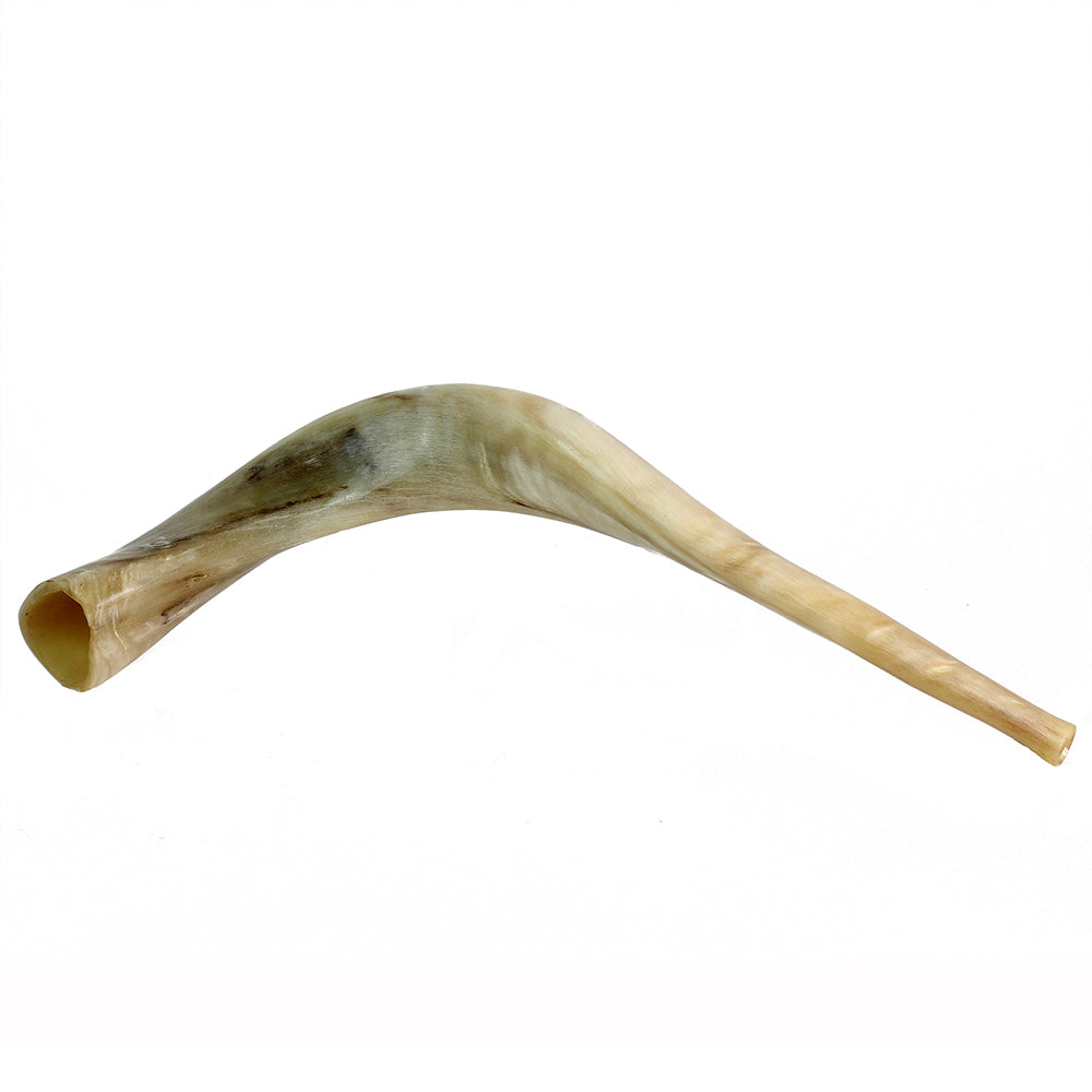 Shofar, Ram Horn Size 5, Ridge Measures 18-20 Inches