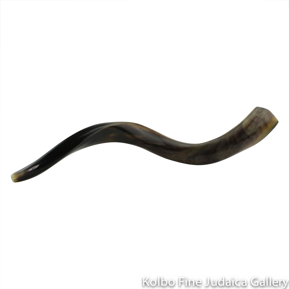 Shofar, Yemenite Kudu Antelope Horn, Size 2, Ridge Measures 26-30 Inches