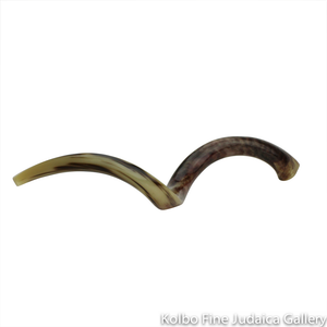 Shofar, Yemenite Kudu Antelope Horn, Size 5, Ridge Measures 38-42 Inches