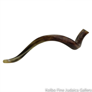 Shofar, Yemenite Kudu Antelope Horn, Size 5, Ridge Measures 38-42 Inches