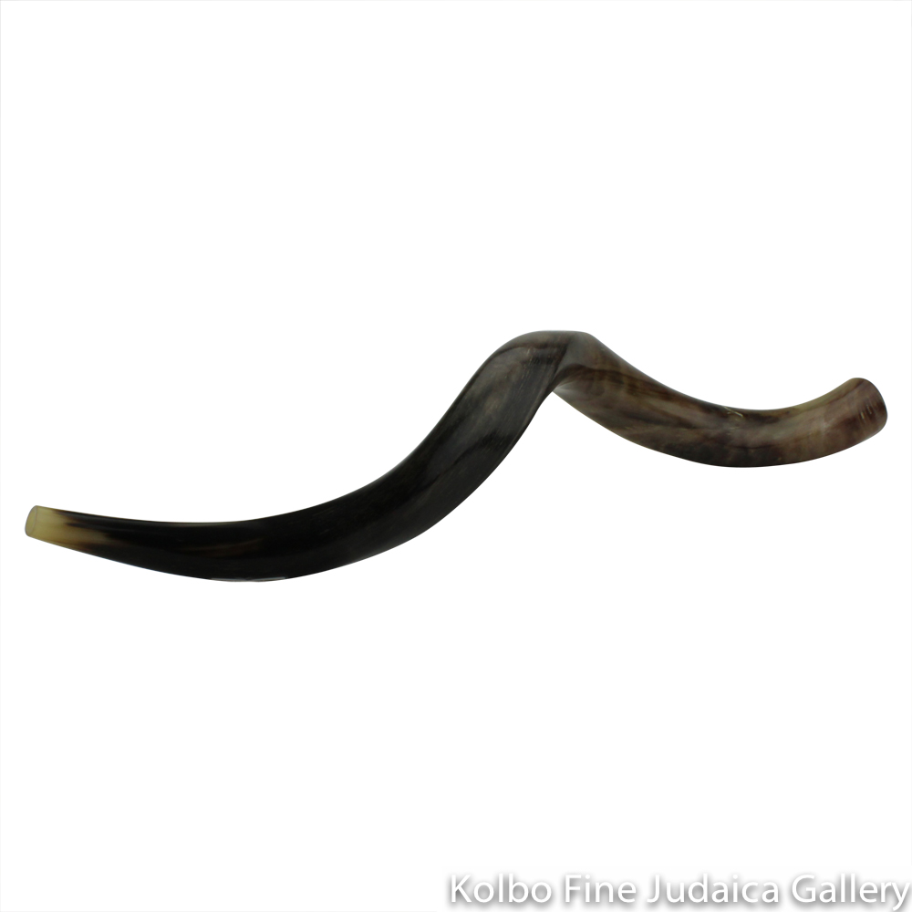 Shofar, Yemenite Kudu Antelope Horn, Size 6, Ridge Measures 42-44 Inches