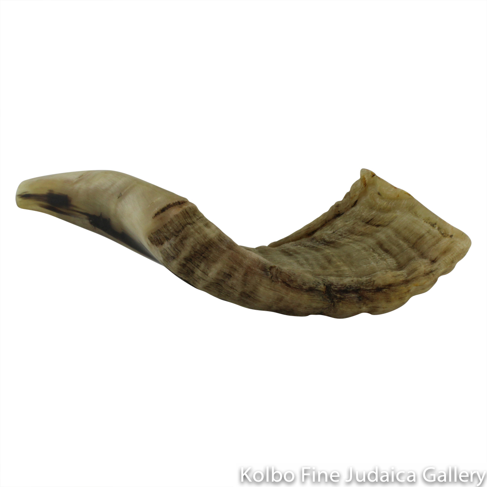 Shofar, Ram Horn, Size 3, Ridge Measures 14-16 Inches