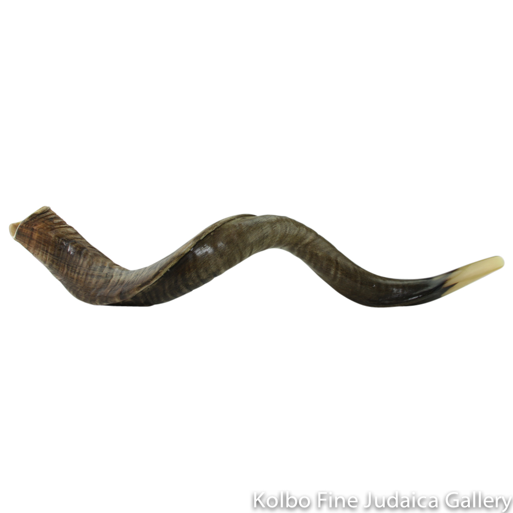 Shofar, Yemenite Kudu Antelope Horn, Size 7, Ridge Measures 44-46 Inches