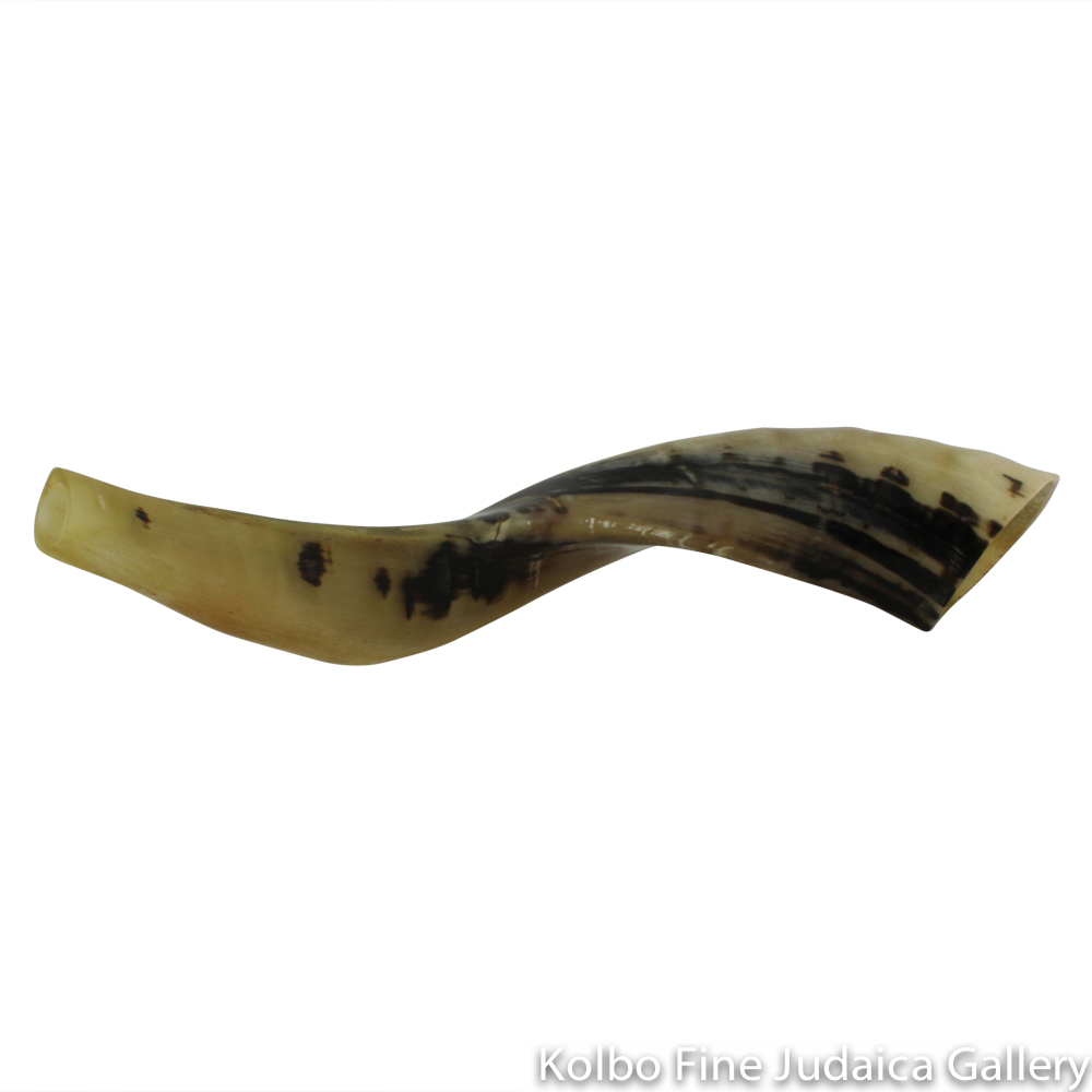 Shofar, Ram Horn, Size 2, Ridge Measures 12-14 Inches