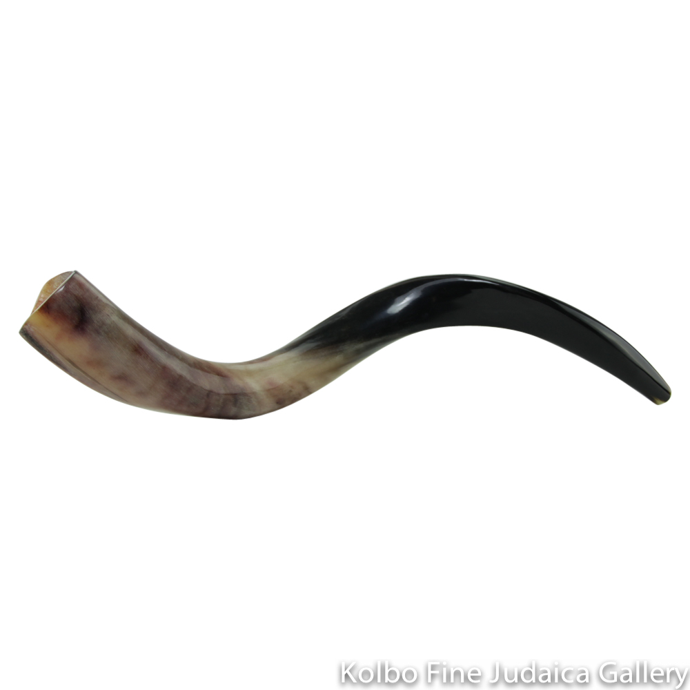 Shofar, Yemenite Kudu Antelope Horn, Size 1, Ridge Measures 22-26 Inches