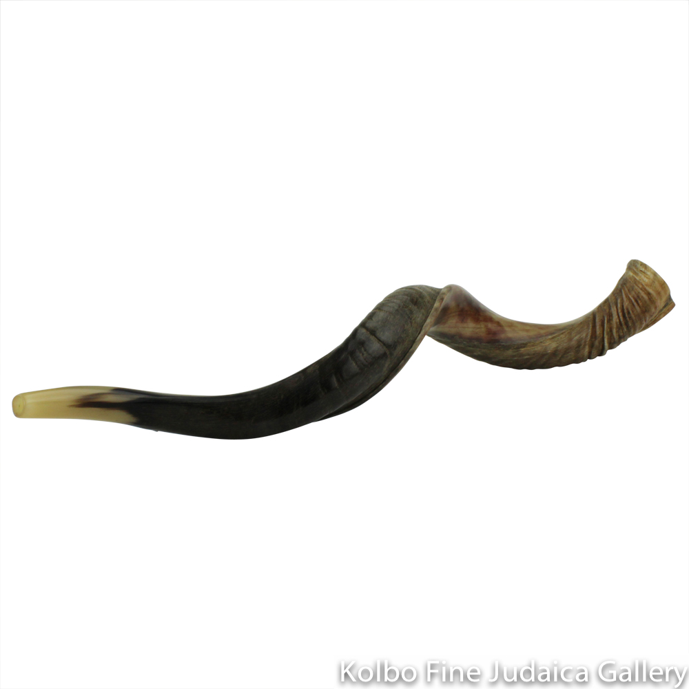 Shofar, Yemenite Kudu Antelope Horn, Size 4, Ridge Measures 34-38 Inches