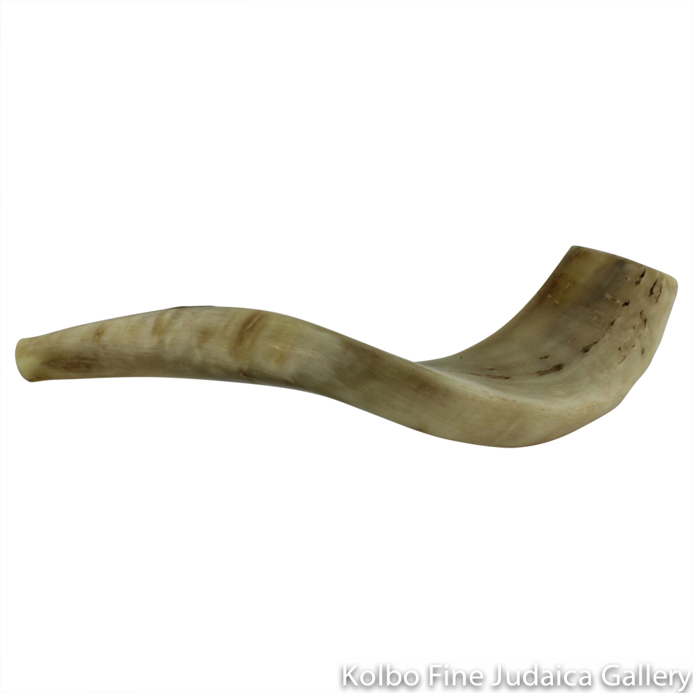 Shofar, Ram Horn, Size 4, Ridge Measures 16-18 Inches