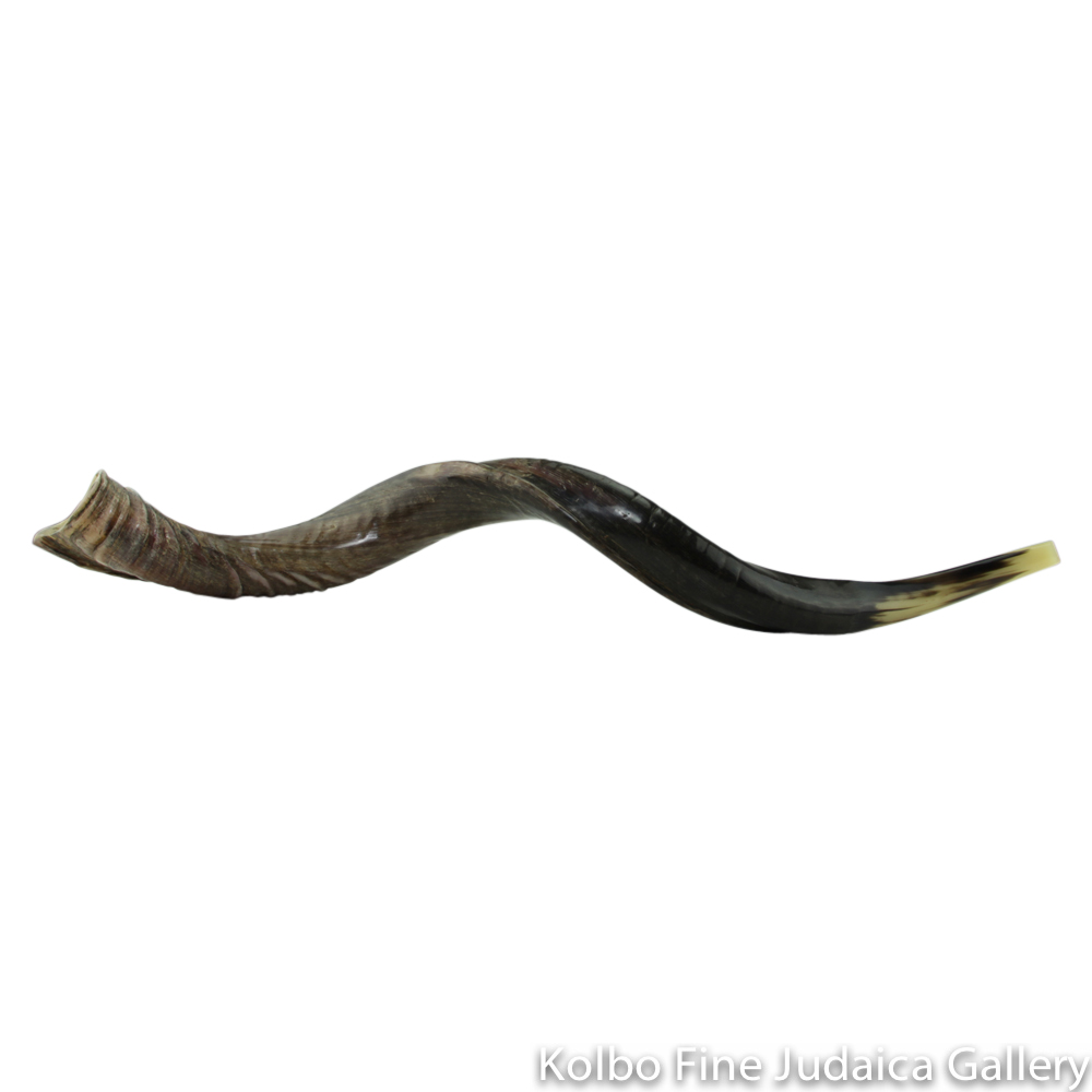 Shofar, Yemenite Kudu Antelope Horn, Size 8, Ridge Measures Over 46 Inches